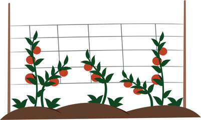 Tomatoes plants growing vector