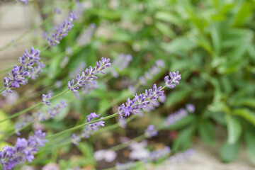 Lavender flowers in the garden. Selective focus.Fragrant lavender blooms on the field. Closeup, side view.