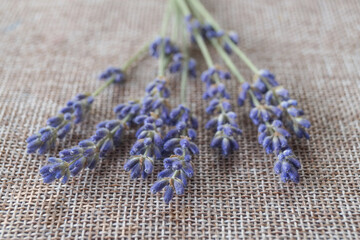 Lavender flowers. Concept skin care. Light background with lavend. Minimal concept.         