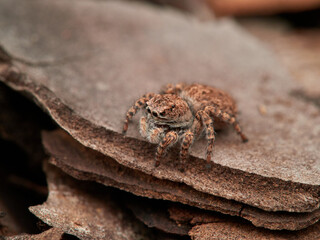 Jumping spider in a natural environment. Genus Aelurillus. Female. 