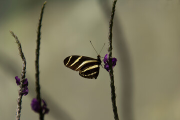 The butterfly is sitting on the grass stem with its yellow striped black wings closed against the blurry background conjures up such a dreamy minimalistic emotion. 