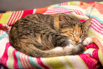 kot śpiący na kocu - obrazy, fototapety, plakaty