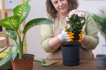 A lady gardener fertilizes the soil of transplanted plant with the help of skilled florist to enrich the soil with horticulture practices. 