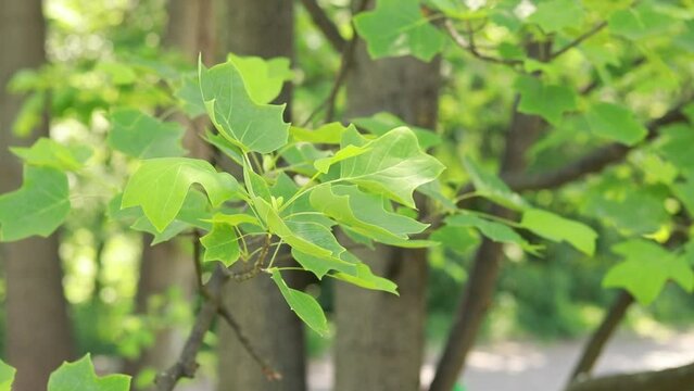 Liriodendron tulipifera - known as the tulip tree. Large green leaves of an interesting shape. Liriadendron leaves close up in summer