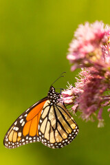 Monarch butterfly foraging on a wildflower in Newbury, New Hampshire.