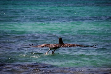 Animals - traditionally (since Aristotle) distinguished category of organisms, currently considered as a biological kingdom. Animals are the main object of study of zoology.