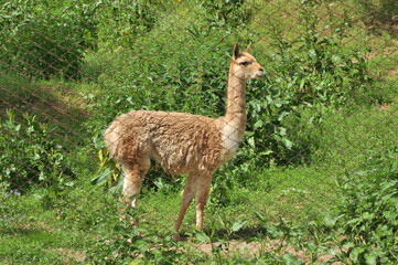 Fototapeta premium Animals - traditionally (since Aristotle) distinguished category of organisms, currently considered as a biological kingdom. Animals are the main object of study of zoology.