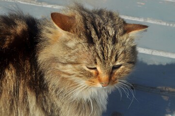 Naklejka premium Animals - traditionally (since Aristotle) distinguished category of organisms, currently considered as a biological kingdom. Animals are the main object of study of zoology.