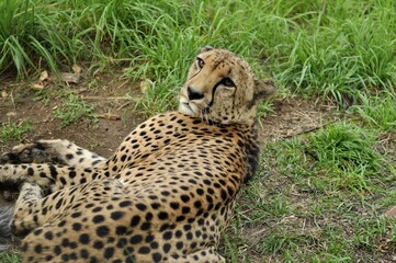 Animals - traditionally (since Aristotle) distinguished category of organisms, currently considered as a biological kingdom. Animals are the main object of study of zoology.