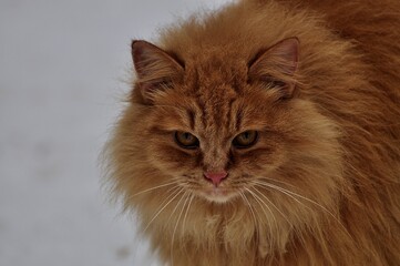 Animals - traditionally (since Aristotle) distinguished category of organisms, currently considered as a biological kingdom. Animals are the main object of study of zoology.