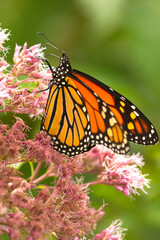Fototapeta na wymiar Monarch butterfly foraging on a wildflower in Newbury, New Hampshire.