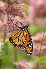 Monarch butterfly foraging on a wildflower in Newbury, New Hampshire.