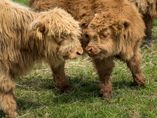 Two highland cattle calves with faces close to each other in farm meadow