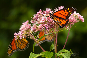Monarch butterflies foraging on a wildflower in Newbury, New Hampshire.