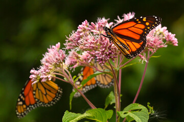 Monarch butterflies foraging on a wildflower in Newbury, New Hampshire. © duke2015