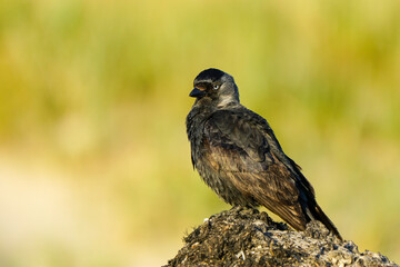 The western jackdaw, Corvus monedula, or simply the jackdaw, sitting on the Baltic seashore