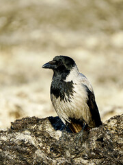 Hooded crow, Corvus cornix, grey crow, beautiful profile portrait on Baltic sandy seashore