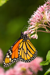 Monarch butterfly foraging on a wildflower in Newbury, New Hampshire.