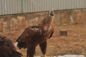 Animals - traditionally (since Aristotle) distinguished category of organisms, currently considered as a biological kingdom. Animals are the main object of study of zoology.