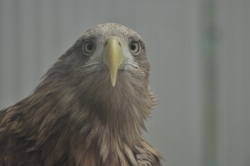 Animals - traditionally (since Aristotle) distinguished category of organisms, currently considered as a biological kingdom. Animals are the main object of study of zoology.