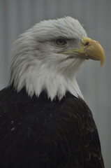 Animals - traditionally (since Aristotle) distinguished category of organisms, currently considered as a biological kingdom. Animals are the main object of study of zoology.