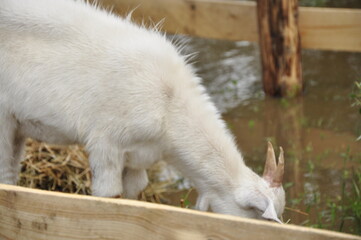 Animals - traditionally (since Aristotle) distinguished category of organisms, currently considered as a biological kingdom. Animals are the main object of study of zoology.