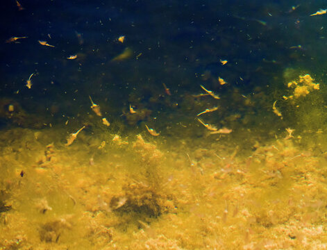 Brine shrimp Artemia salina in hypersalted (50 ppm) reservoir swims upside down. Halophilic crustaceans. South Lake Sivash. Northern Black Sea. Artemia growing kits for children (Sea-Monkeys)