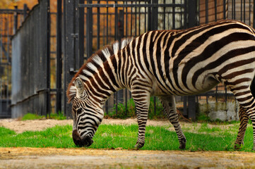 Obraz premium Animals - traditionally (since Aristotle) distinguished category of organisms, currently considered as a biological kingdom. Animals are the main object of study of zoology.
