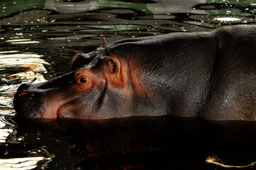 Fototapeta premium Animals - traditionally (since Aristotle) distinguished category of organisms, currently considered as a biological kingdom. Animals are the main object of study of zoology.