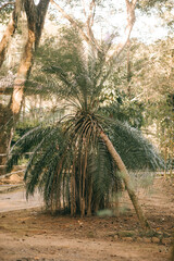 palm tree. fallen crooked fenix palm tree.