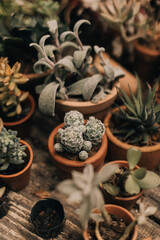 succulent plants, cacti in small pots