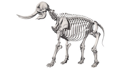 Scientific Illustration: Ghost of the Savannah Mysterious Elephant Skeleton Animal Anatomy
