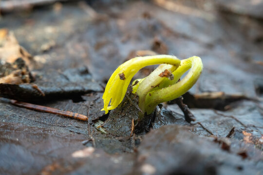 Spring attack. The sprout, germinant breaks through the thickness of the earth and old leaves in the spring. It's like a fetus in the womb of mother Earth