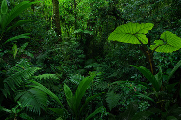 Tropical rain forest with trees - obrazy, fototapety, plakaty