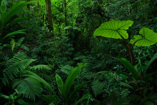 Tropical rain forest with trees