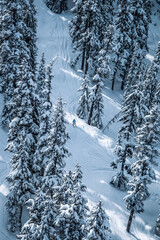 winter forest in the mountains with lone skier.