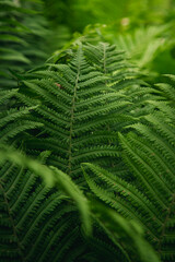 Close up of beautiful growing ferns in the forest, natural floral fern background.