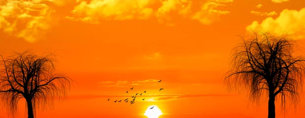  puesta de sol anaranjada y con aves en el cielo © kesipun