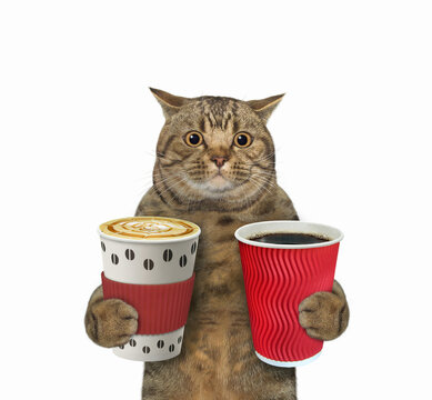 Cat holds two cups of coffee