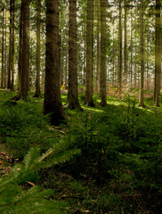 Landscape with a beautiful coniferous forest. Natural background.