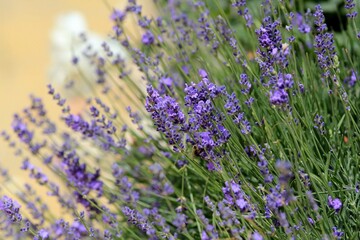 Lavender flowers on a blurry background
