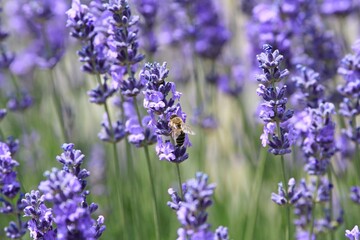Naklejka premium Honeybee on a flowering lavender