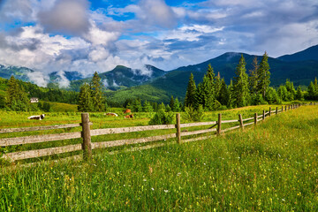 Fototapeta na wymiar Idyllic landscape in the Alps with fresh green meadows and blooming flowers