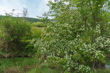 Fototapeta na wymiar Green landscape in spring in the valley of La Vega Alcala de la Selva Teruel Spain