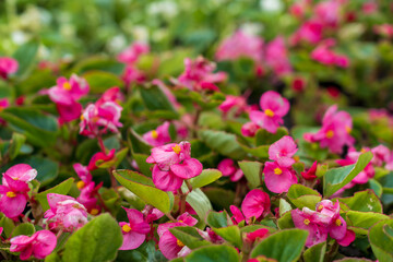 Fototapeta na wymiar Flowers in the bed Begonia. Greening the urban environment. Background with selective focus