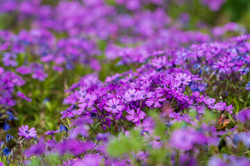 Flowers in a flowerbed Phlox subulate. Greening the urban environment. Background with selective...