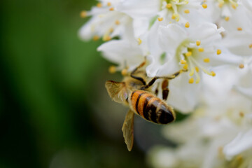 Jaśminowiec wonny Babuni z dużymi pięknymi kwiatami z białymi pręcikami i pszczołą.  - obrazy, fototapety, plakaty