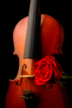 Classic Violin And Red Rose
