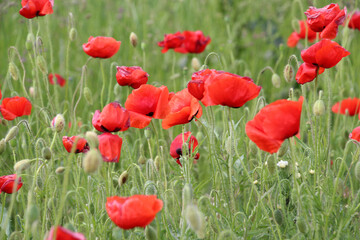 Fototapeta premium Flowering wild poppy (Papaver rhoeas)