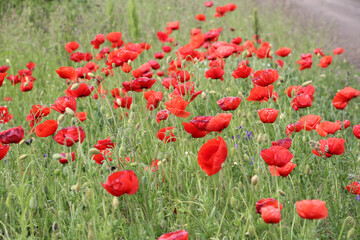 Flowering wild poppy (Papaver rhoeas)